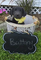 Brittany, a female Golden Retriever for sale in Romulus, NY – 3 of 6