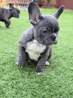 Linda , a female French Bulldog for sale in Pacific, WA – 5 of 7