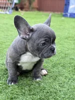 Linda , a female French Bulldog for sale in Pacific, WA – 4 of 7