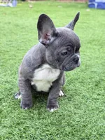 Linda , a female French Bulldog for sale in Pacific, WA – 6 of 7