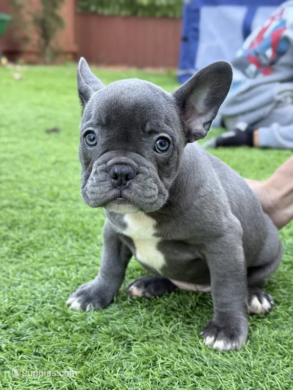 Simba – French Bulldog puppy for sale in Pacific, WA