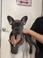 Oreo, a female French Bulldog for sale in Pacific, WA – 1 of 2