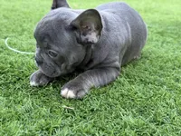 Simba, a male French Bulldog for sale in Pacific, WA – 2 of 3