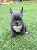 Linda , a female French Bulldog for sale in Pacific, WA – 2 of 7