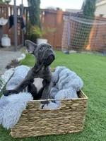 Orio , a female French Bulldog for sale in Pacific, WA – 2 of 2