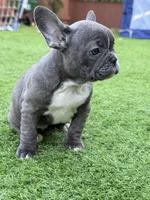Linda , a female French Bulldog for sale in Pacific, WA – 7 of 7