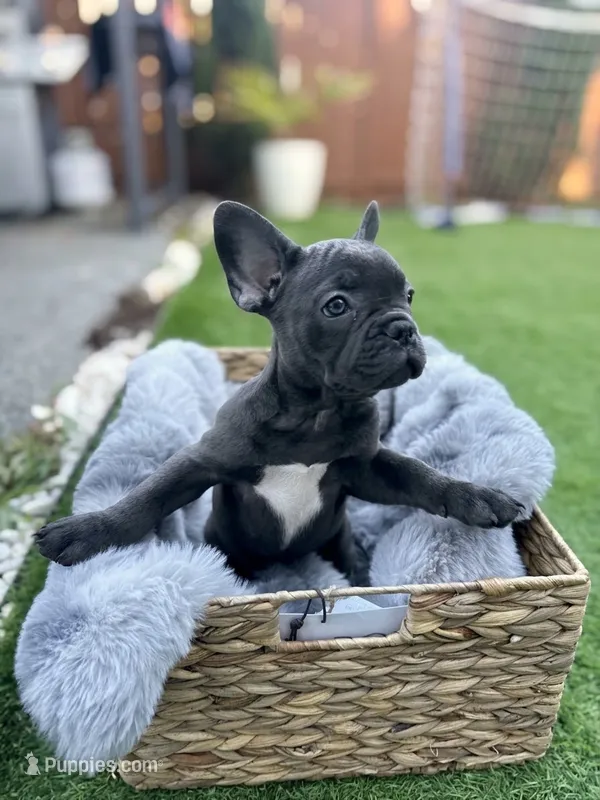Orio  – French Bulldog puppy for sale in Pacific, WA