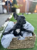 Orio , a female French Bulldog for sale in Pacific, WA – 1 of 2