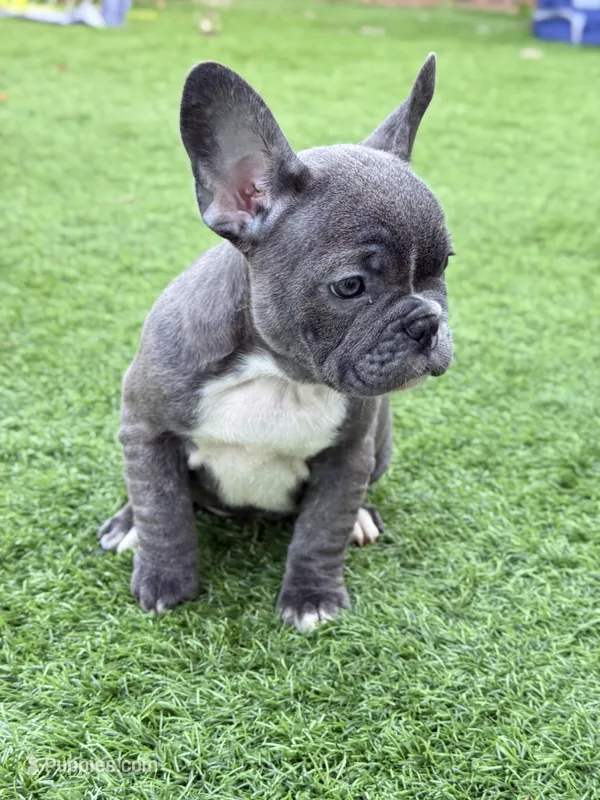 Linda  – French Bulldog puppy for sale in Pacific, WA