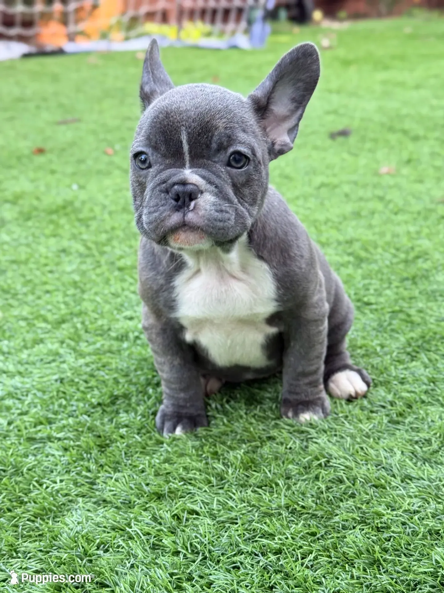 Linda , a female French Bulldog for sale in Pacific, WA – 3 of 7