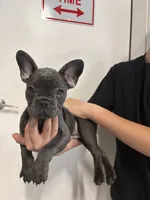 Oreo, a female French Bulldog for sale in Pacific, WA – 2 of 2
