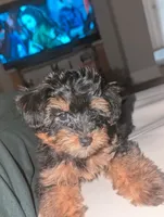 Liam, a male Havanese and Poodle - Miniature  for sale in Charlotte, NC – 2 of 2