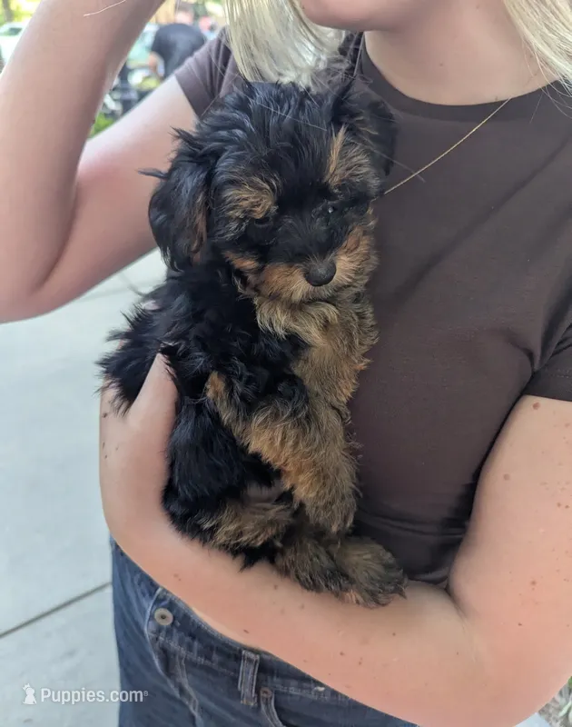 Liam – Havanese, Poodle - Miniature  puppy for sale in Charlotte, NC