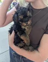 Liam, a male Havanese and Poodle - Miniature  for sale in Charlotte, NC – 1 of 2