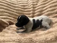Girl 3, a female German Shorthaired Pointer for sale in Warne, NC – 7 of 10