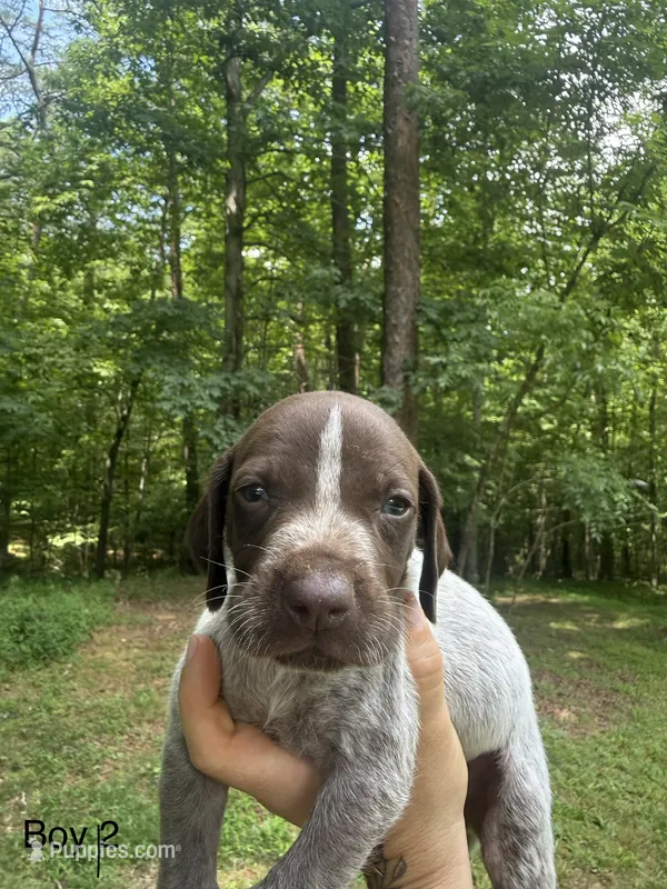 Boy 2 – German Shorthaired Pointer puppy for sale in Warne, NC