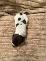 Girl 4, a female German Shorthaired Pointer for sale in Warne, NC – 7 of 10