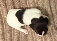 Boy 1, a male German Shorthaired Pointer for sale in Warne, NC – 5 of 10