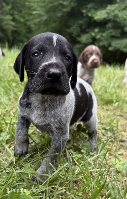 Girl 3 – German Shorthaired Pointer puppy for sale in Warne, NC