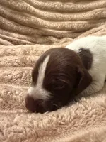 Boy 2, a male German Shorthaired Pointer for sale in Warne, NC – 2 of 10