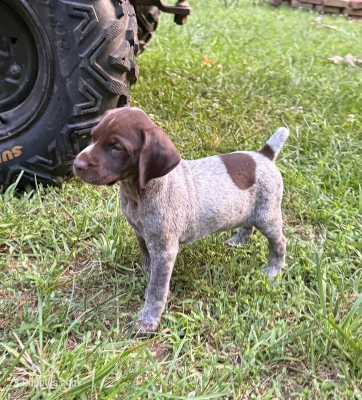 Girl 5 – German Shorthaired Pointer puppy for sale in Warne, NC