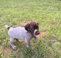 Girl 5, a female German Shorthaired Pointer for sale in Warne, NC – 7 of 10