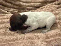 Boy 2, a male German Shorthaired Pointer for sale in Warne, NC – 5 of 10