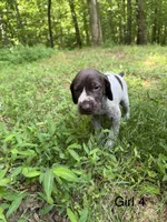 Girl 4, a female German Shorthaired Pointer for sale in Warne, NC – 2 of 10