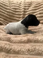 Girl 3, a female German Shorthaired Pointer for sale in Warne, NC – 8 of 10
