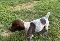 Girl 2, a female German Shorthaired Pointer for sale in Warne, NC – 2 of 10