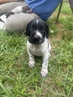 Boy 3, a male German Shorthaired Pointer for sale in Warne, NC – 4 of 10
