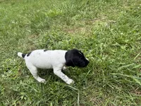 Boy 3, a male German Shorthaired Pointer for sale in Warne, NC – 8 of 10