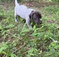 Girl 2, a female German Shorthaired Pointer for sale in Warne, NC – 7 of 10