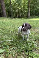Boy 1, a male German Shorthaired Pointer for sale in Warne, NC – 8 of 10