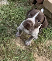 Boy 2, a male German Shorthaired Pointer for sale in Warne, NC – 5 of 10