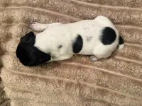 Boy 3, a male German Shorthaired Pointer for sale in Warne, NC – 8 of 10