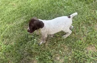 Boy 2, a male German Shorthaired Pointer for sale in Warne, NC – 9 of 10