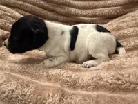 Boy 3, a male German Shorthaired Pointer for sale in Warne, NC – 2 of 10