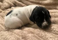 Girl 1, a female German Shorthaired Pointer for sale in Warne, NC – 1 of 10