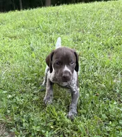 Girl 2, a female German Shorthaired Pointer for sale in Warne, NC – 10 of 10