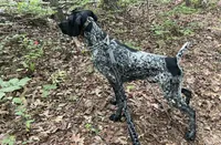 Boy 1, a male German Shorthaired Pointer for sale in Warne, NC – 9 of 10