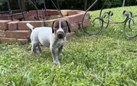 Boy 2, a male German Shorthaired Pointer for sale in Warne, NC – 8 of 10