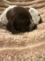 Girl 4, a female German Shorthaired Pointer for sale in Warne, NC – 6 of 10