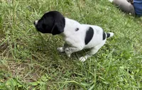 Boy 3, a male German Shorthaired Pointer for sale in Warne, NC – 6 of 10
