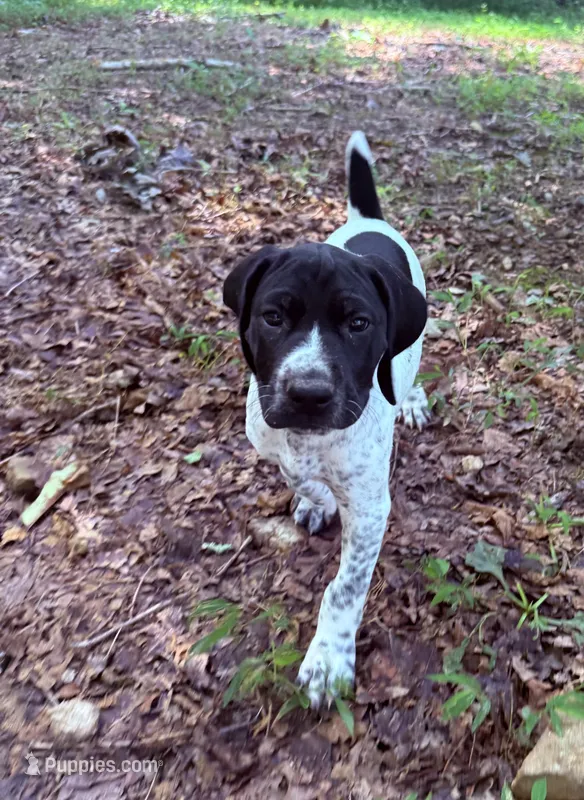 Girl 1 – German Shorthaired Pointer puppy for sale in Warne, NC