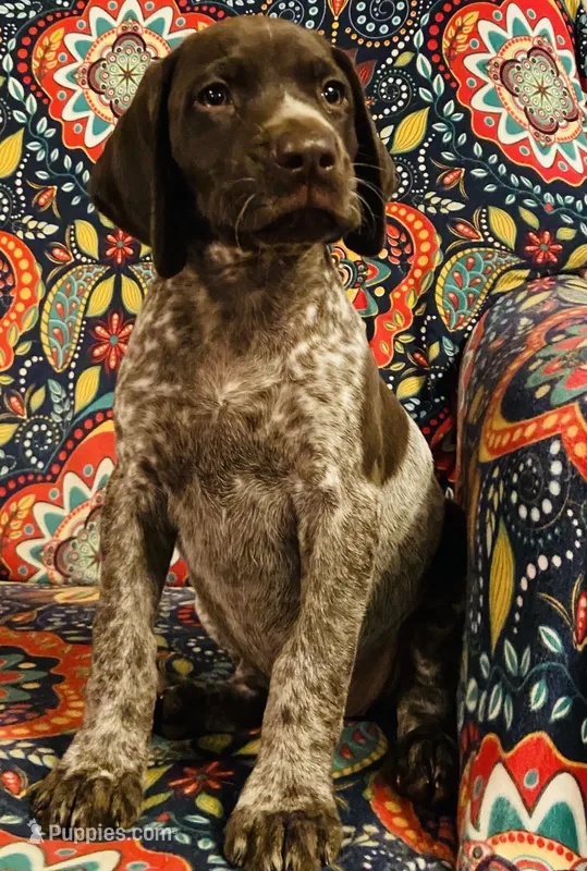 Girl 2 – German Shorthaired Pointer puppy for sale in Warne, NC