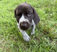 Girl 4, a female German Shorthaired Pointer for sale in Warne, NC – 7 of 10