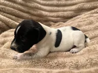 Boy 3, a male German Shorthaired Pointer for sale in Warne, NC – 6 of 10