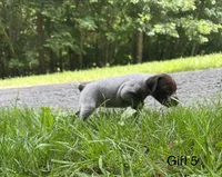 Girl 5, a female German Shorthaired Pointer for sale in Warne, NC – 7 of 10