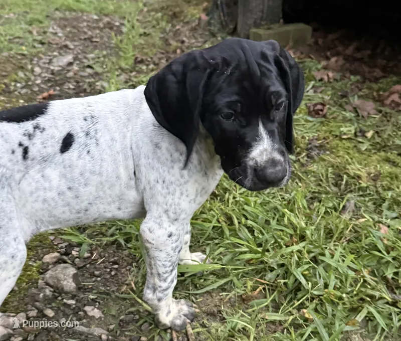 Girl 1 – German Shorthaired Pointer puppy for sale in Warne, NC